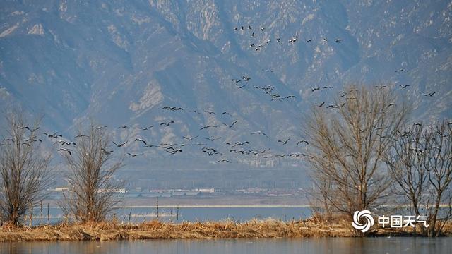 野鸭湖灰鹤群“起舞” 绘就冬日和谐生态画卷