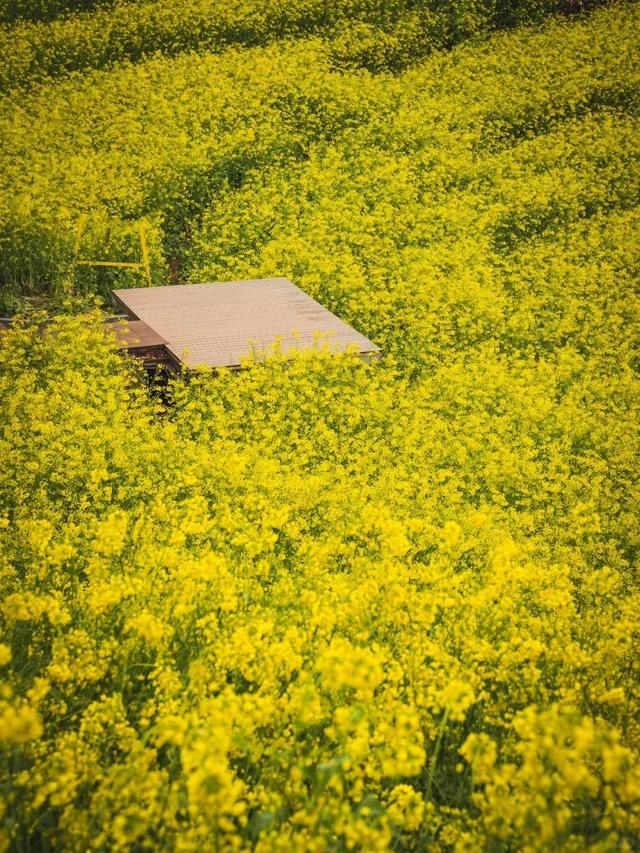 大冬天去赏什么花~油菜花！