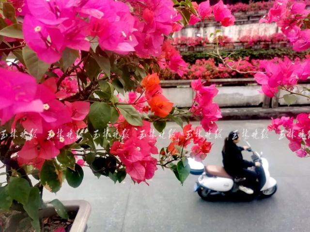 红了！玉林这条“鲜花走廊”成打卡点