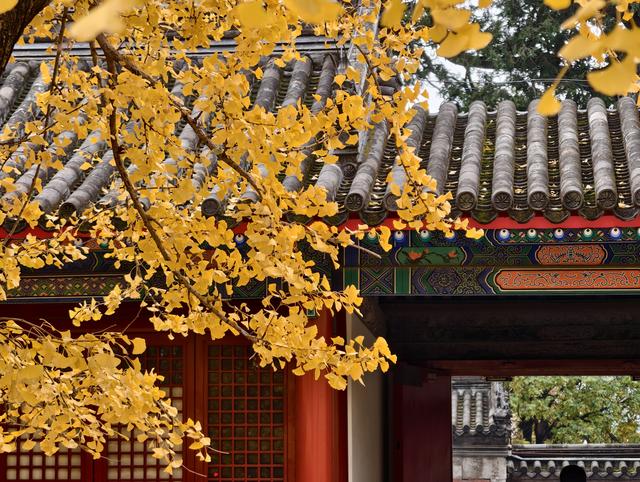 雨后天晴，承恩寺秒变“黄金殿”！银杏铺满院，古韵拉满格