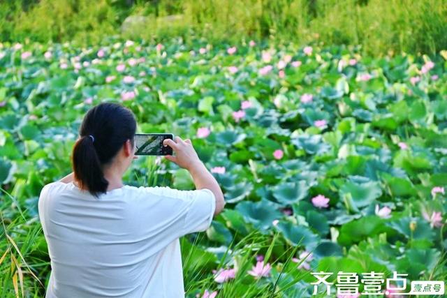 壹点号·秀山东｜黄河公园夏韵悠悠荷满塘