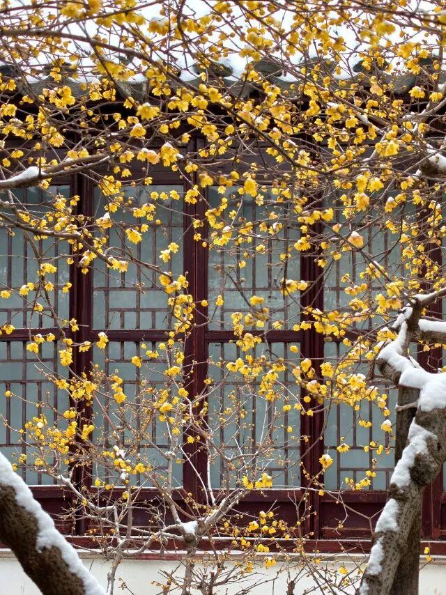 听，秦淮雪落下的声音