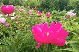 湟中区：泥麻隆百亩花田等你来图片