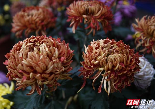 岁暖时刻丨“星城醉菊”正当时：岳麓山菊花展惊艳绽放，一眼入画！