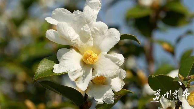 道县：油茶花开蜂自来 生态美景蕴丰收（组图）