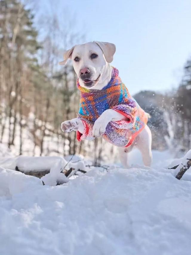 免费申领！白云山冰雪仙境邀您花式玩儿雪！