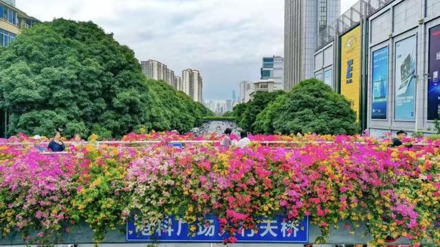 刷屏朋友圈！11月的浪漫被TA承包了，这场缤纷花事太治愈！