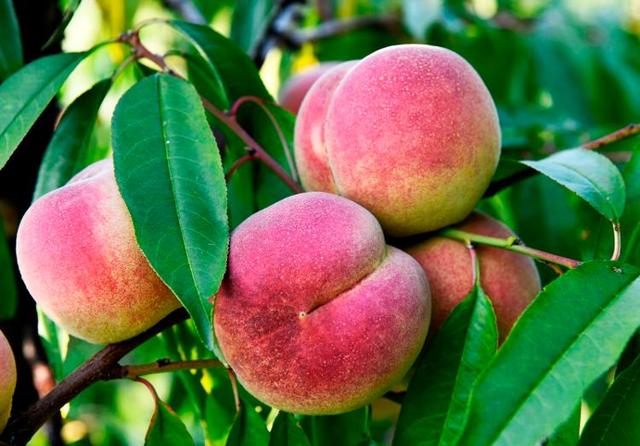 四季流转 多彩枣庄 | 红桃满枝红桃满枝