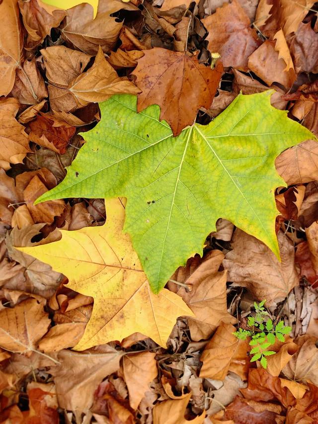 龙亭区柳园口乡 · 开封“呼伦贝尔”的秋之请柬！