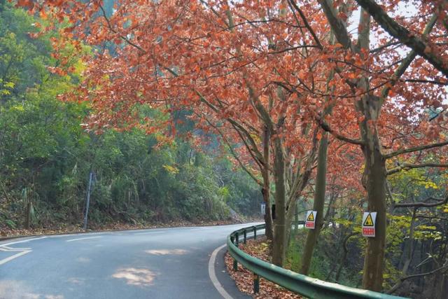 美！金堂这条梧桐大道，来一次就爱上！