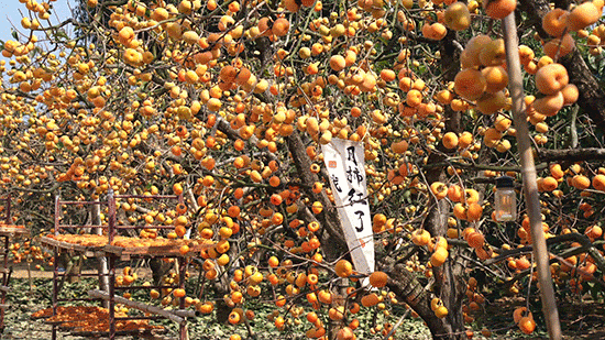 在桂林过大雪：暖汤、红柿、碧水…藏着南方冬日最惊艳的色彩