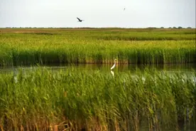 从187种到373种，鸟儿为何钟情黄河三角洲？图片