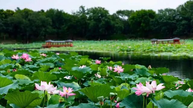 海淀这场 “穿越” 太上头