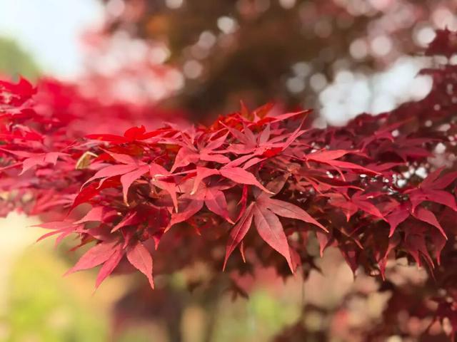 霜染丹枫！全州这个地方已进入观赏期~