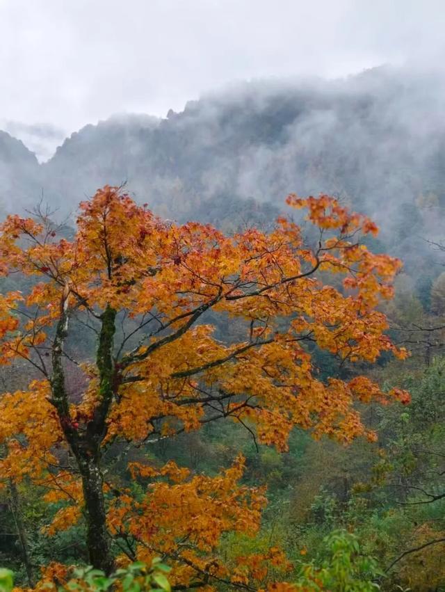 别等天晴了！雨天的秋日瓦屋，藏着你没见过的朦胧浪漫