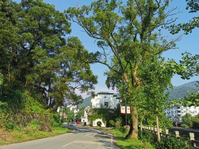 高安有座‘三色镇’：绿得洗肺、古得暖心、红得深刻，华林山初冬来刚好！