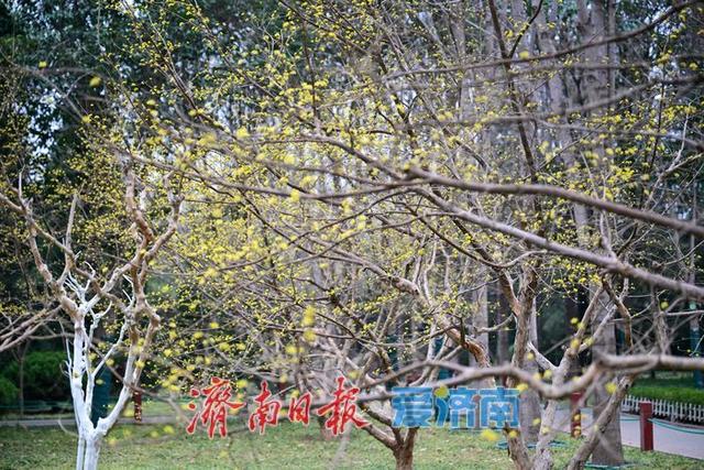 一年四季 泉在济南丨花圃公园山茱萸悄然绽放 早春画卷徐徐展开
