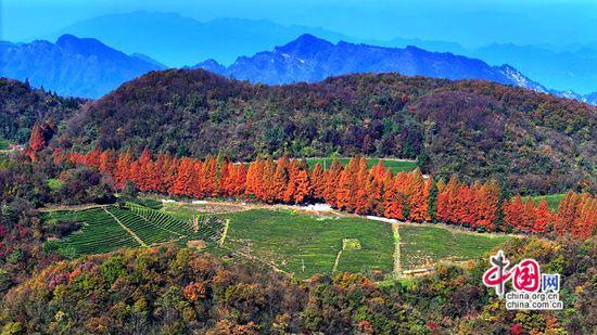 张家界武陵源：层林尽染秋意酣 赴约赏景正当时