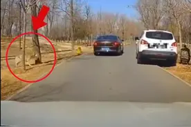 狼来了！野生动物园内女子抱娃下车小便，后车紧急鸣笛图片