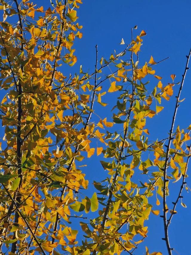 象山区的银杏也黄了，请收下这份限定的金色浪漫