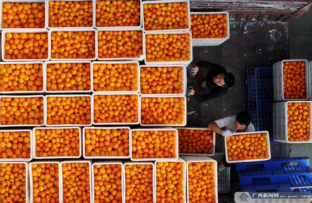 出发！广西这些水果迎来最佳赏味期