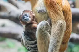濒危物种长鼻猴新生幼崽在广州与游客见面图片