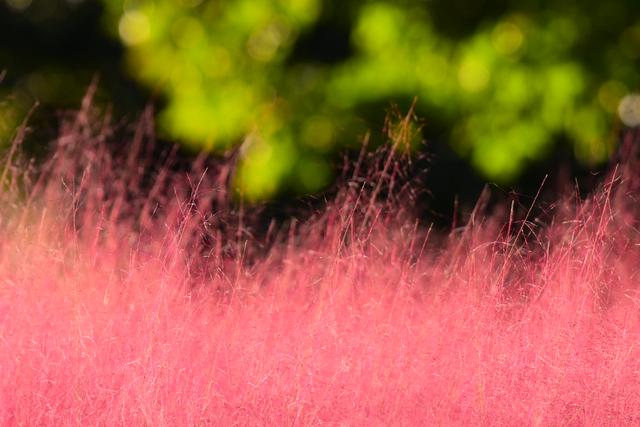 好浪漫！奥北森林公园粉黛乱子草形成梦幻景观