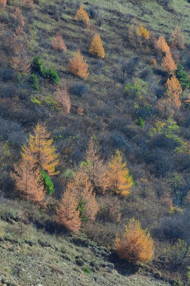 重庆秋色“天花板”火了！最快1小时飚拢！