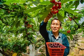 一粒三元钱！山亭区水泉镇樱桃妙变金豆图片