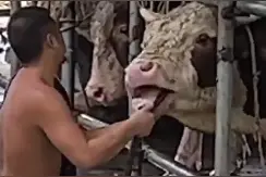 活牛2分钟被强行灌水近50升，可获数千元不法收入，东莞通报：供应商等5人被控制图片