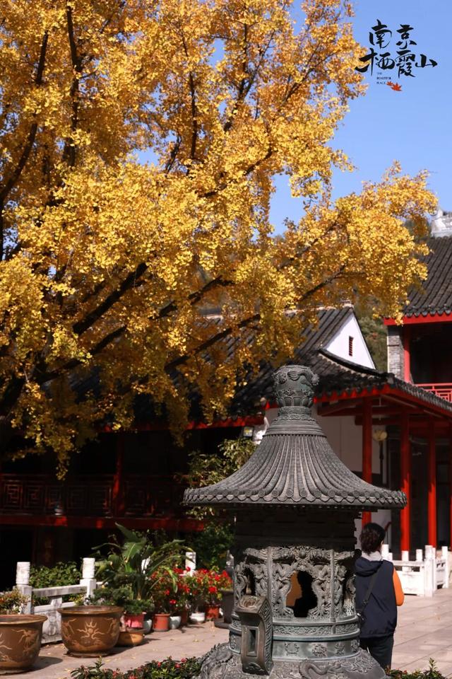 “含金量”还在上升！南京的浪漫藏不住了