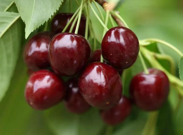 温泉、滑雪、采摘全安排→