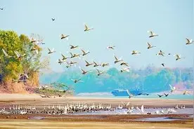 南京长江新济洲国家湿地公园：洲岛蝶变新生 候鸟惬意归来图片