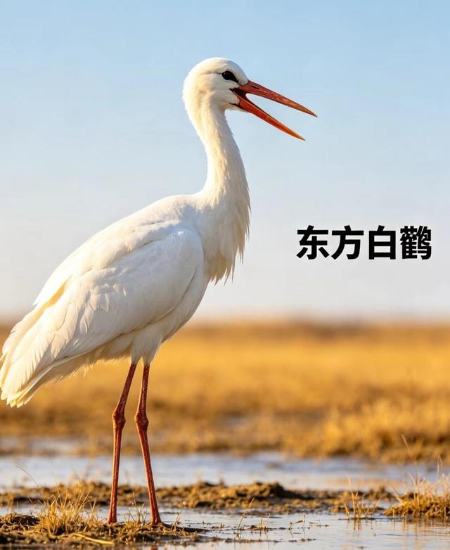 新知|五一宝藏观鸟地：沉浸式邂逅万鸟翩飞