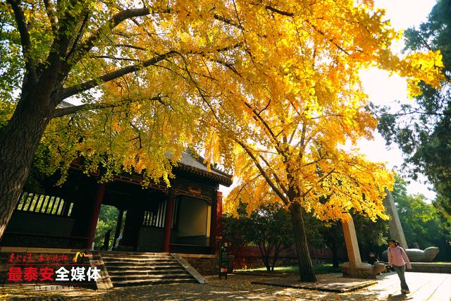 千年岱庙 一庭秋色