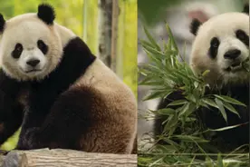 川观夜读丨旅美大熊猫“宝力”“青宝”与民众见面；中国海军第46批护航编队完成任务返回；第32届世界大学生冬季运动会闭幕图片