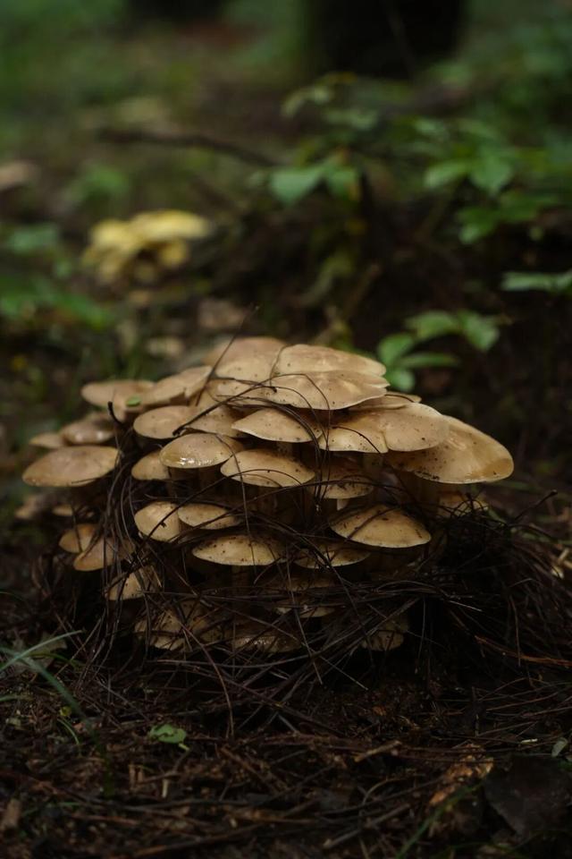生活丨大理这两个地方竟然四季有菌采！谁懂啊！