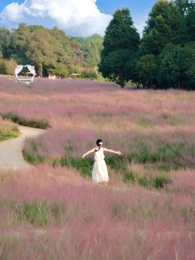 原来冬日里的江西，也会“花开成海”！