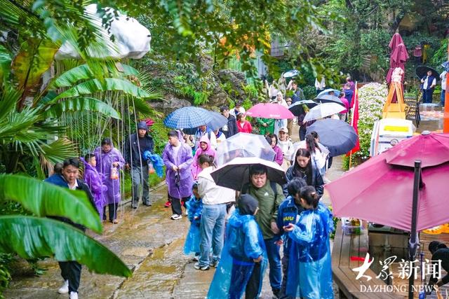 秋光如颂 全景淄博丨记者观察：从“柿岩赌雨”的巧劲，看淄博文旅如何“四两拨千斤”