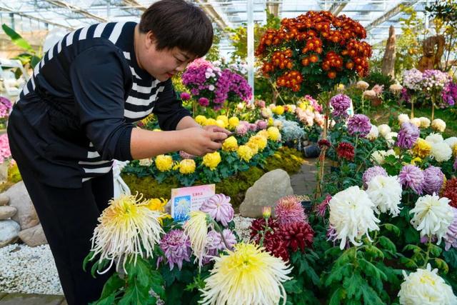 图说定西 | 深秋和菊花的浪漫邂逅
