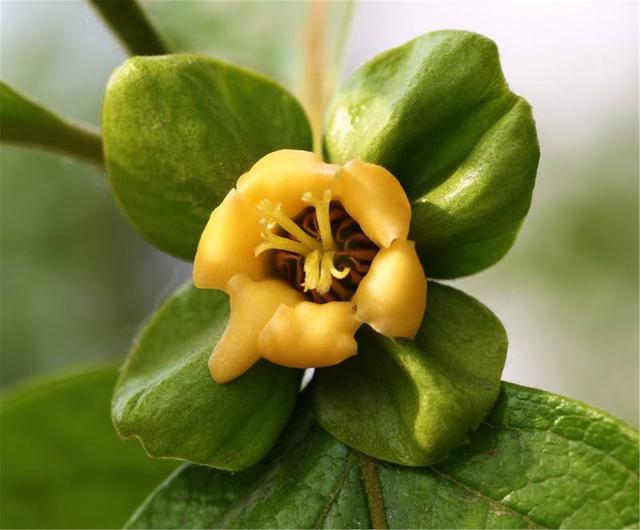 晚潮｜柿蒂之美