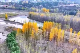 万鸟翔集奏响生态交响曲 多种珍稀动物频现勾勒生机盎然画卷图片