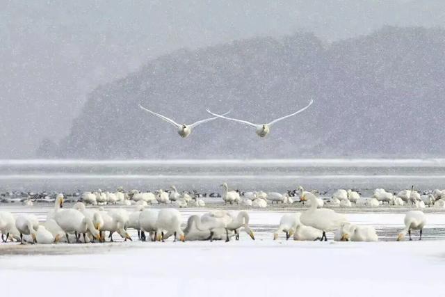 冬天！所有人都该来荣成见一见“永不失约”的布鲁威斯