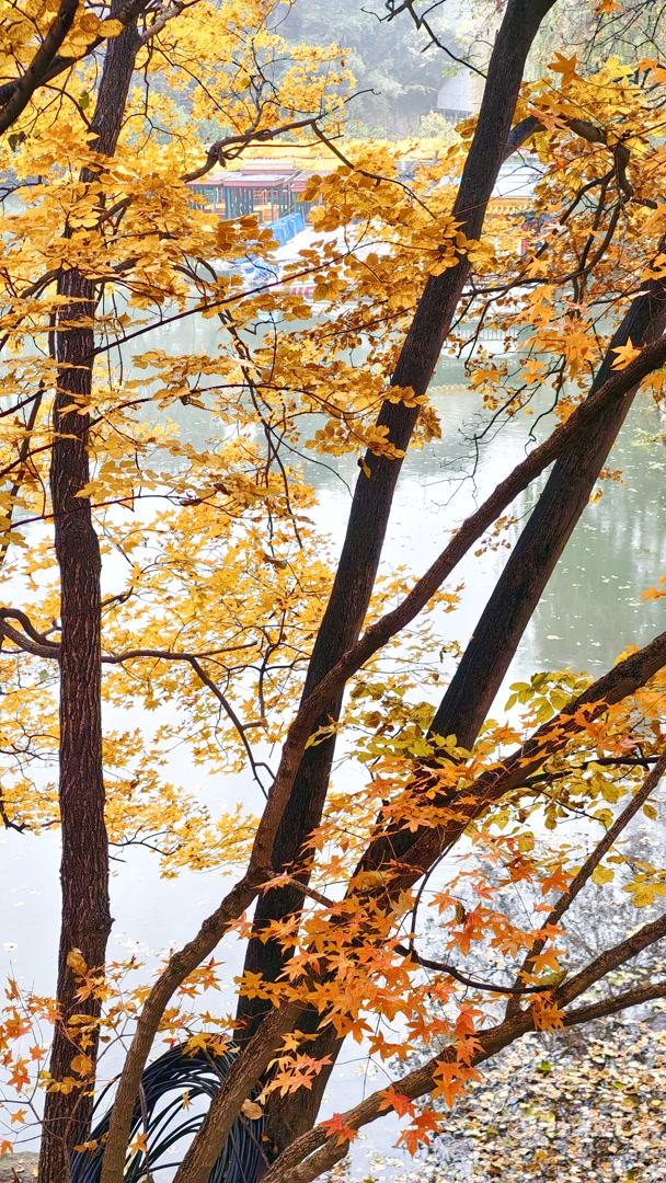 雨落颐和园后溪湖，秋色染透一地金黄