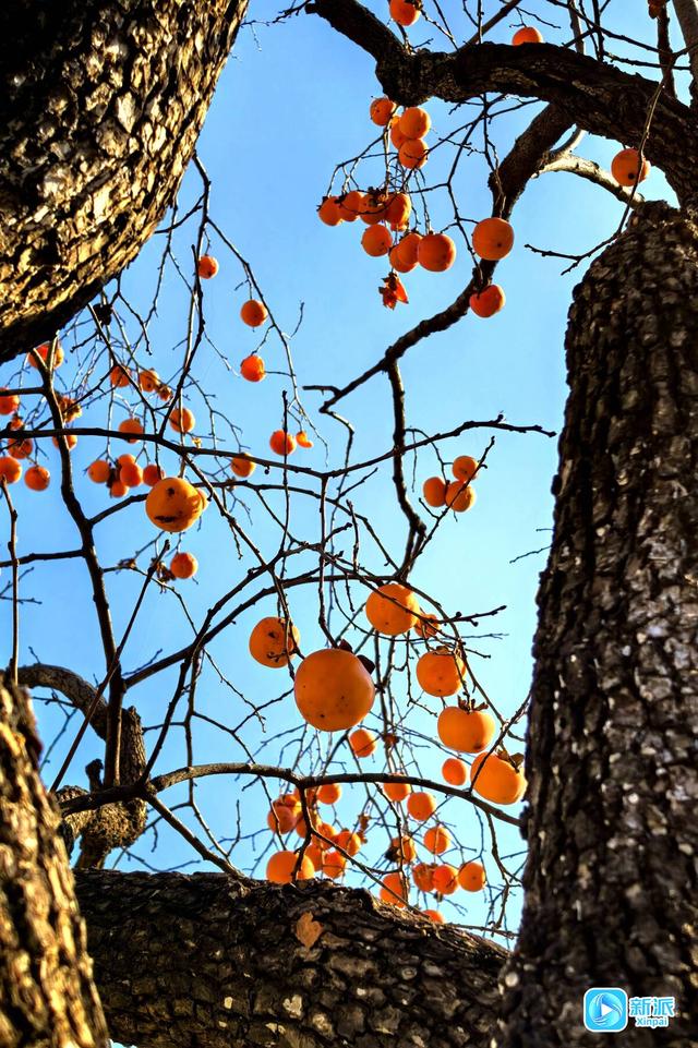 一树风光，好“柿”连连