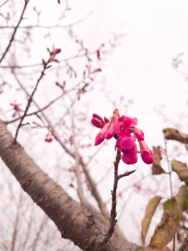 寒冬樱色 一眼心动 快来华容杏福园邂逅2026第一缕春信