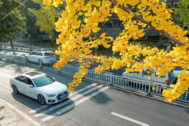 宜宾，含“金”量超高！