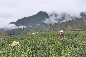 咸丰县大路坝：云雾山中出硒茶图片