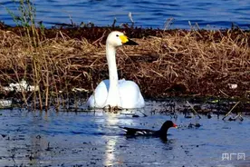 南阳淅川：候鸟栖息丹江湿地图片