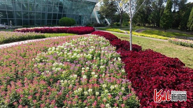 秋韵繁花绘就浪漫画卷  石家庄市植物园秋季花展开幕